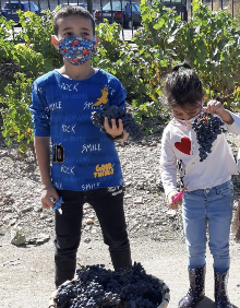 Imagen secundaria 2 - Diferentes momentos de la vendimia infantil 