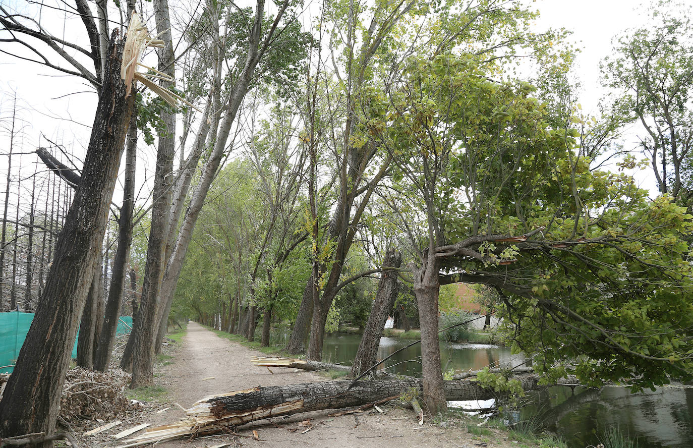 Árboles derribados sobre el Canal. 