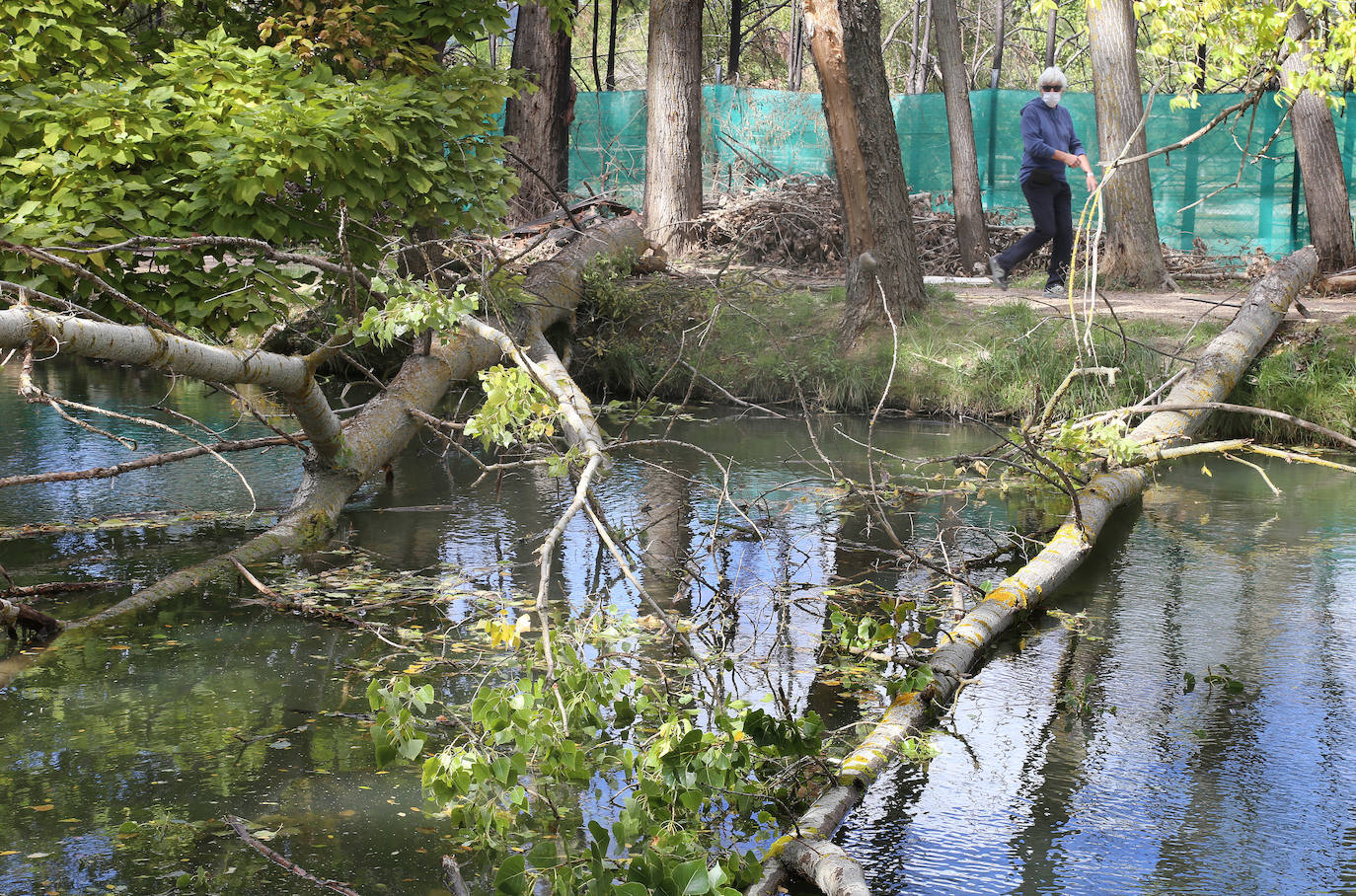 Árboles derribados sobre el Canal. 