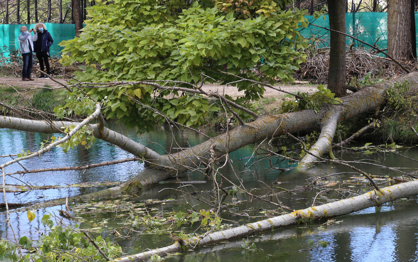 Árboles derribados sobre el Canal. 