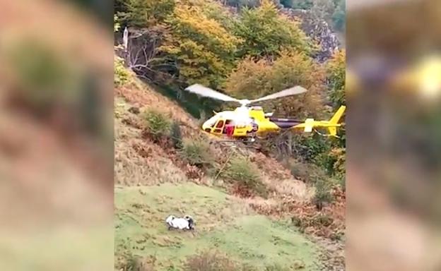 La vaca rescatada por el helicóptero. 