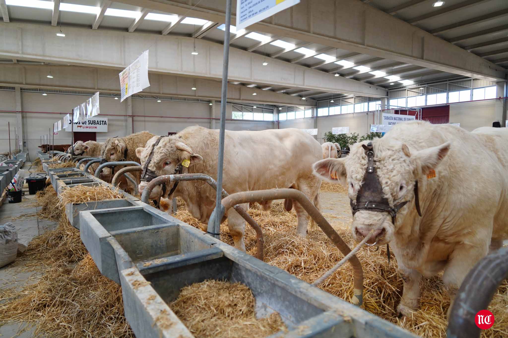 Fotos: La primera subasta on line de ganado vacuno en Salamanca