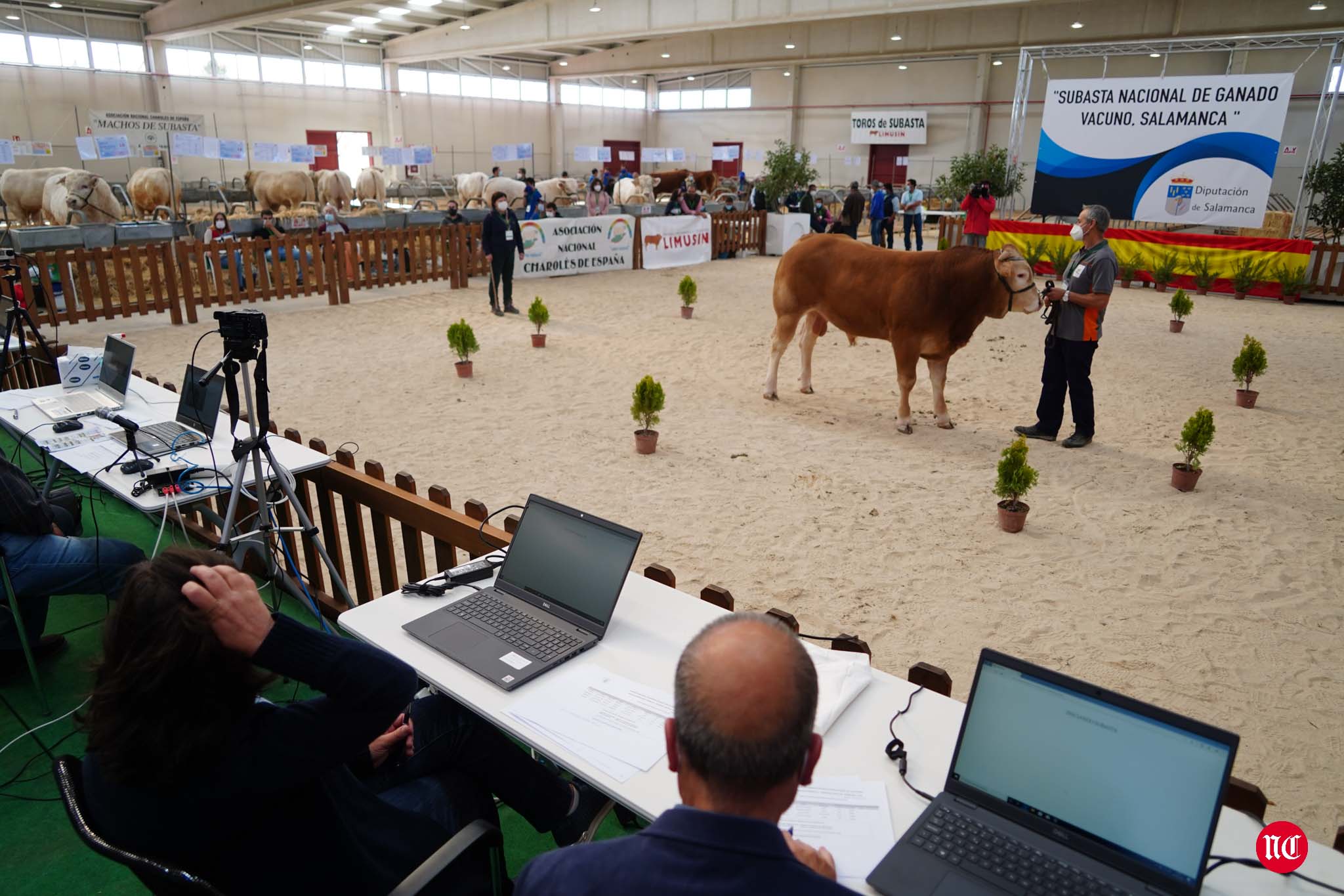 Fotos: La primera subasta on line de ganado vacuno en Salamanca