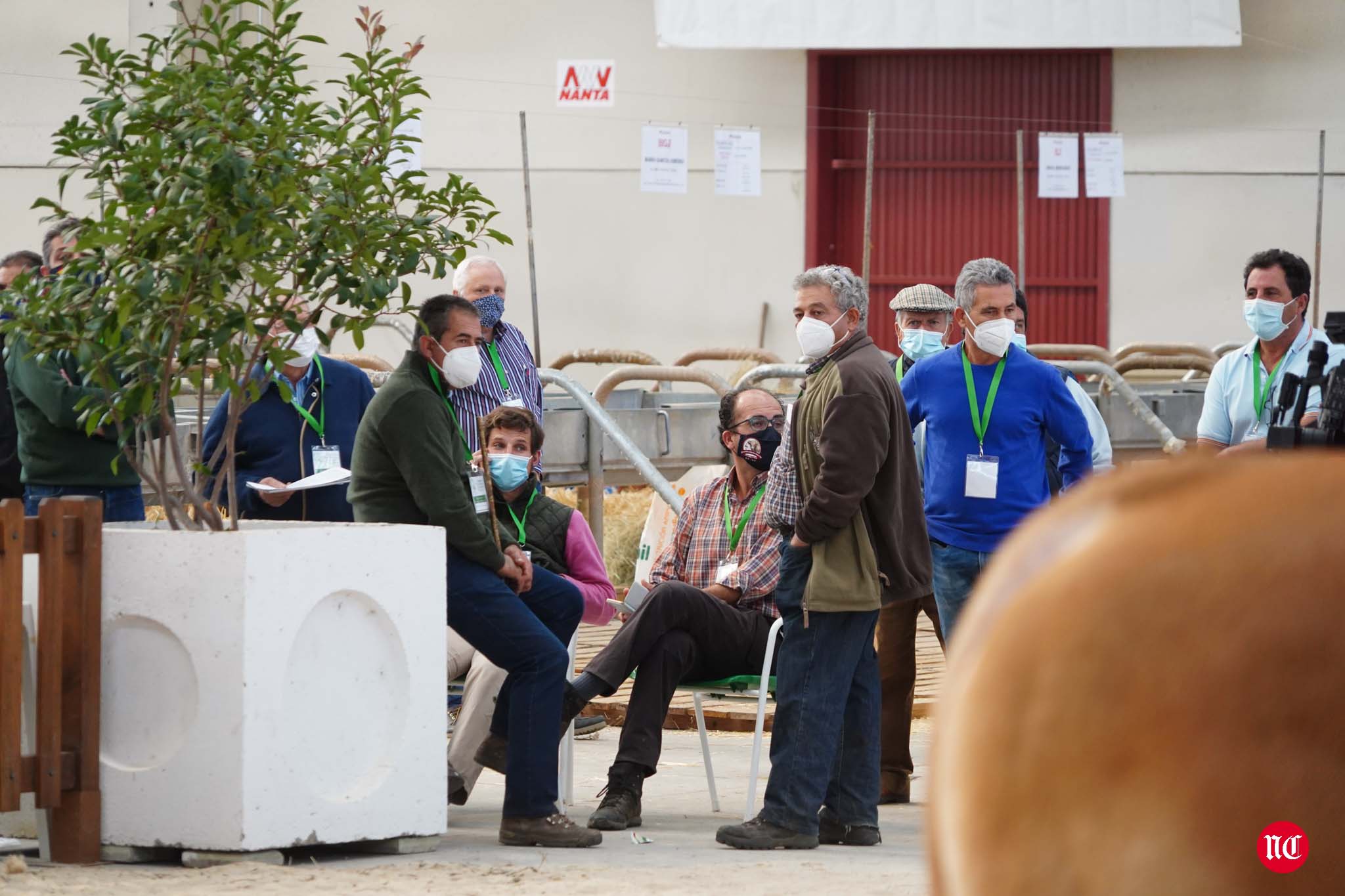Fotos: La primera subasta on line de ganado vacuno en Salamanca