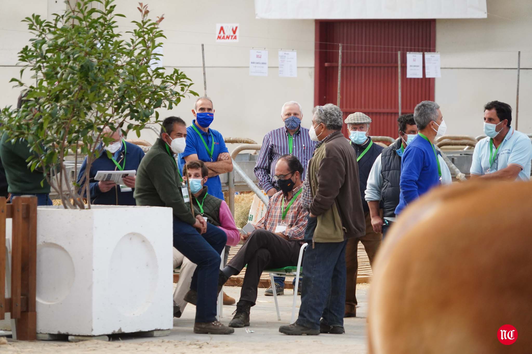 Fotos: La primera subasta on line de ganado vacuno en Salamanca