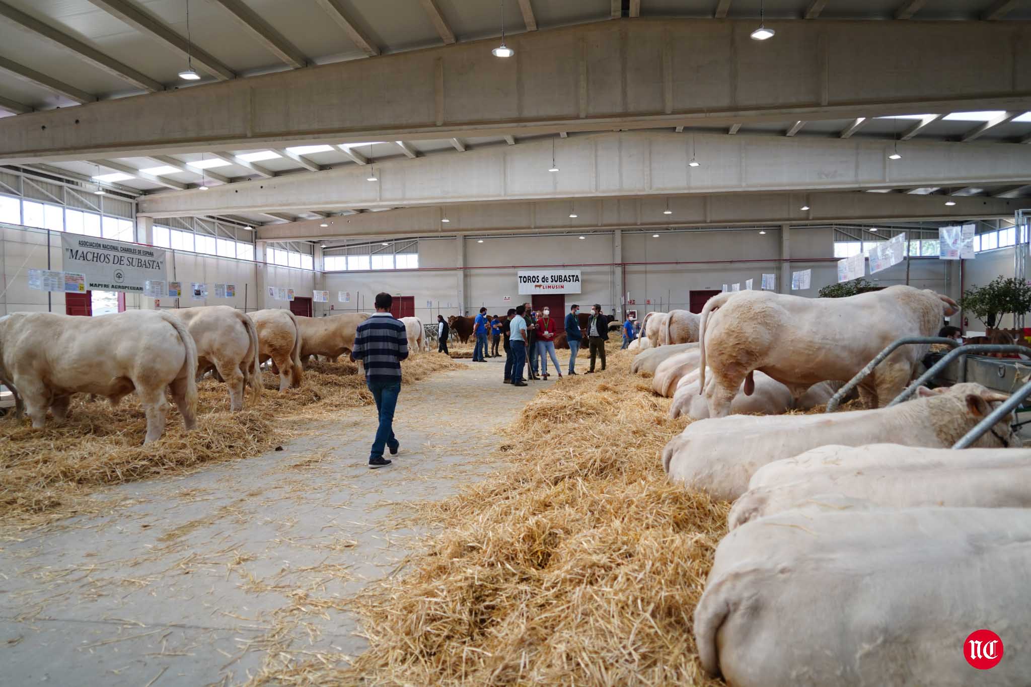 Fotos: La primera subasta on line de ganado vacuno en Salamanca