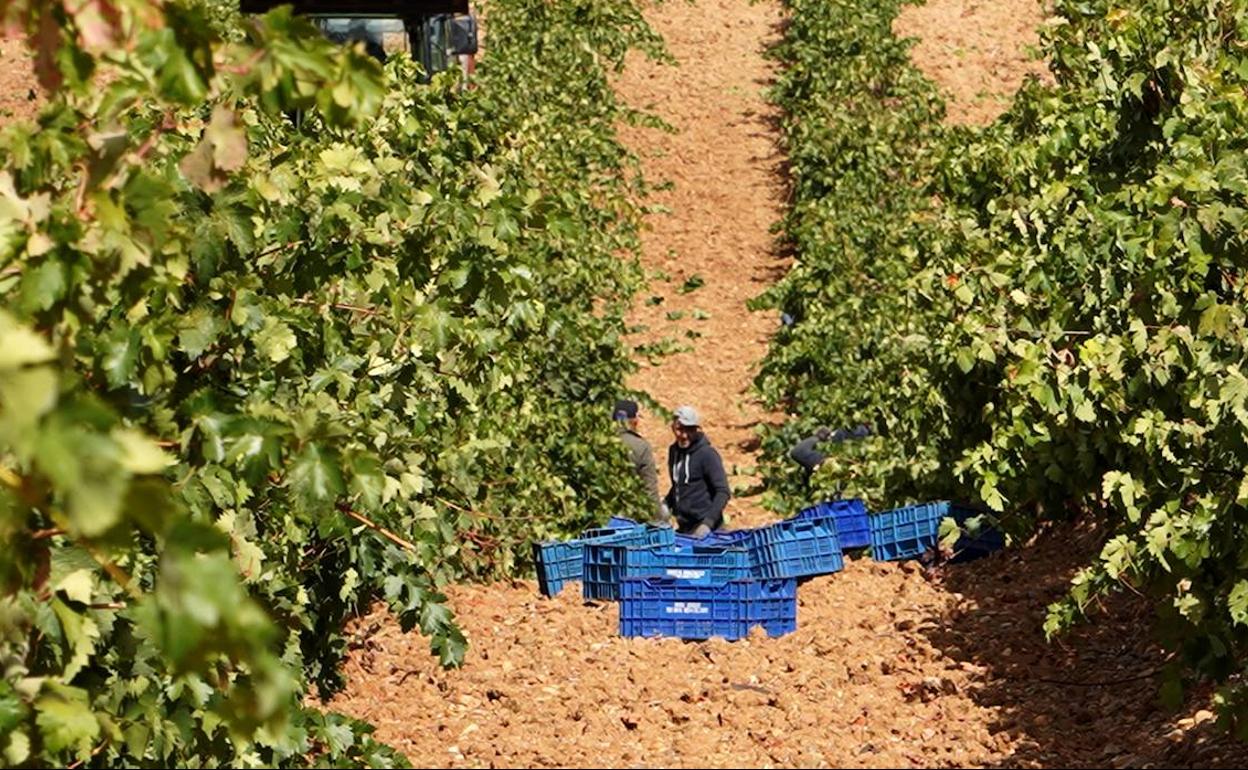 Vendimia en Rueda. 