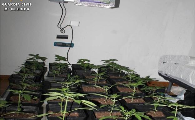 Detenido un joven en el norte de Palencia con 45 plantas de marihuana