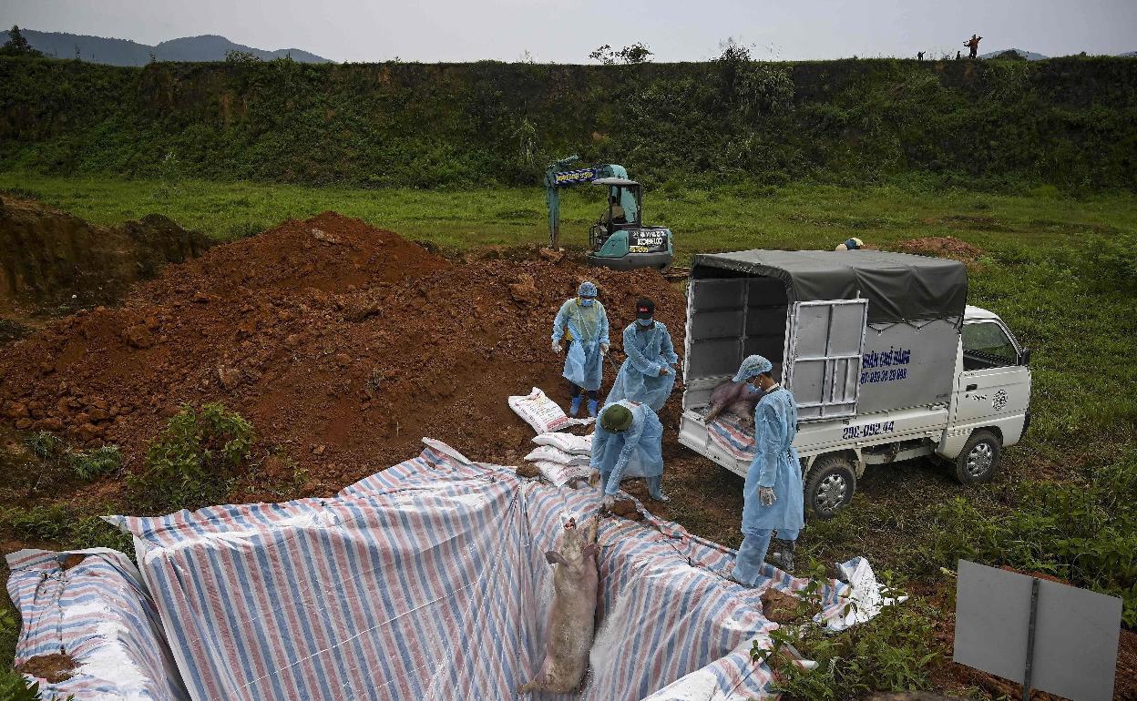 La región multiplica por cuatro las muestras a jabalíes para vigilar la peste porcina africana