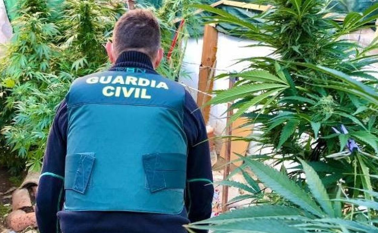 Detenido con 40 kilos de marihuana en su casa en un pueblo de Palencia