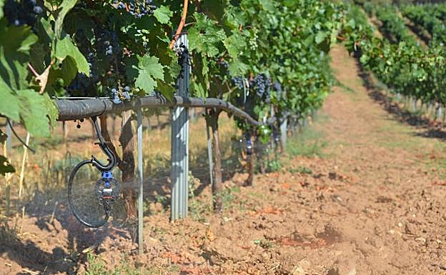 La revolución vuelve al viñedo