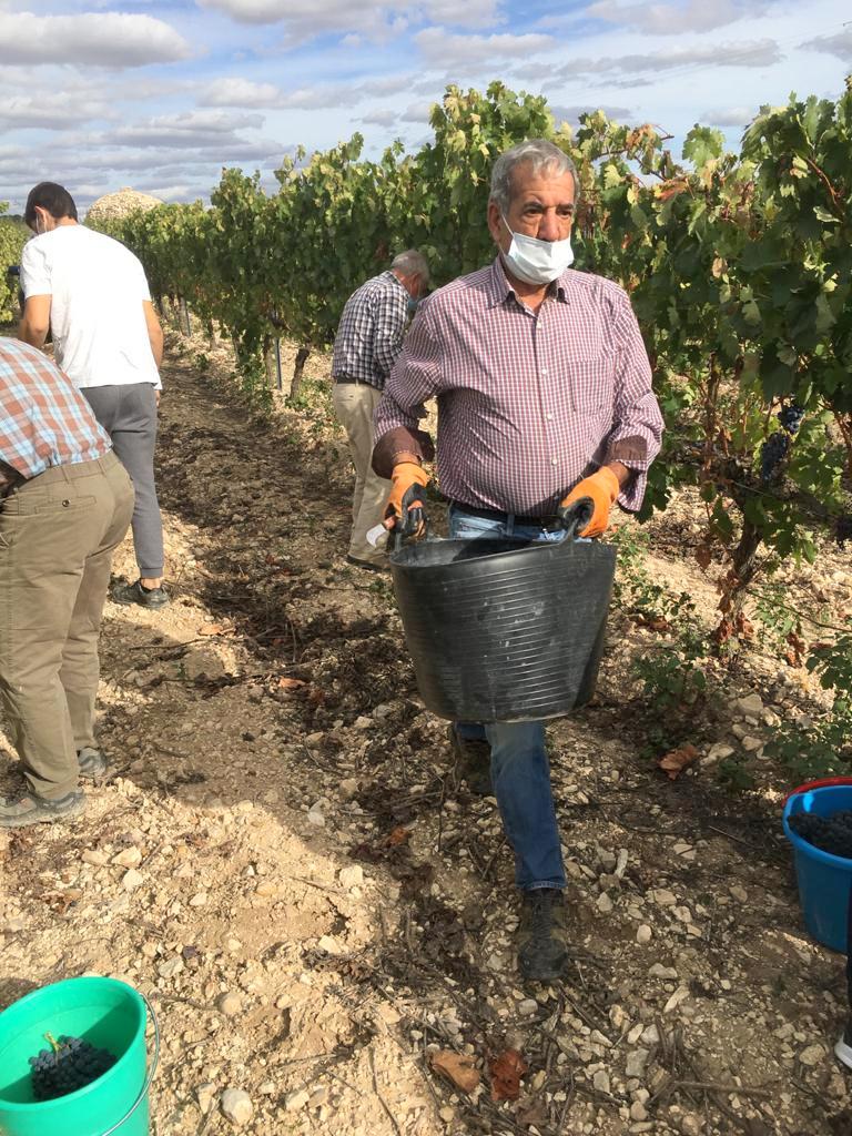 Varios miembros de la Asociación durante la vendimia