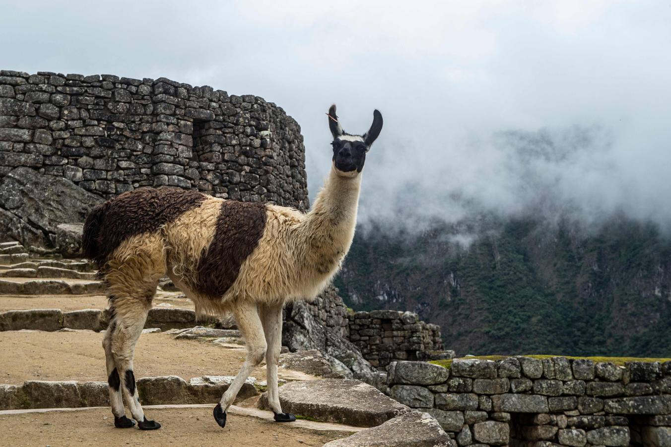 Fotos: La deslumbrante reapertura de Machu Picchu