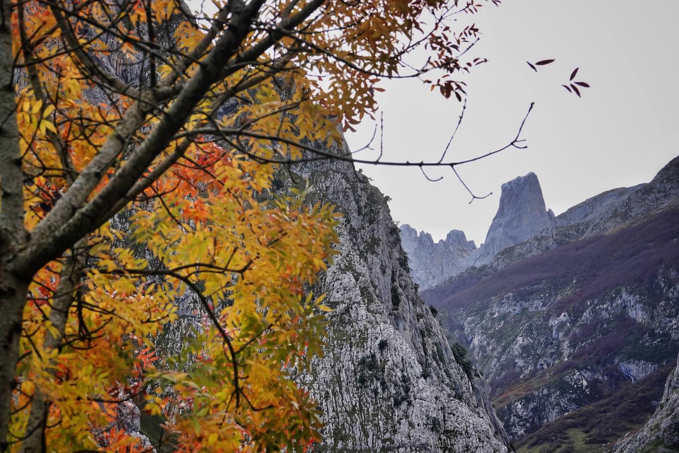 Fotos: Los colores del otoño visten los Picos de Europa