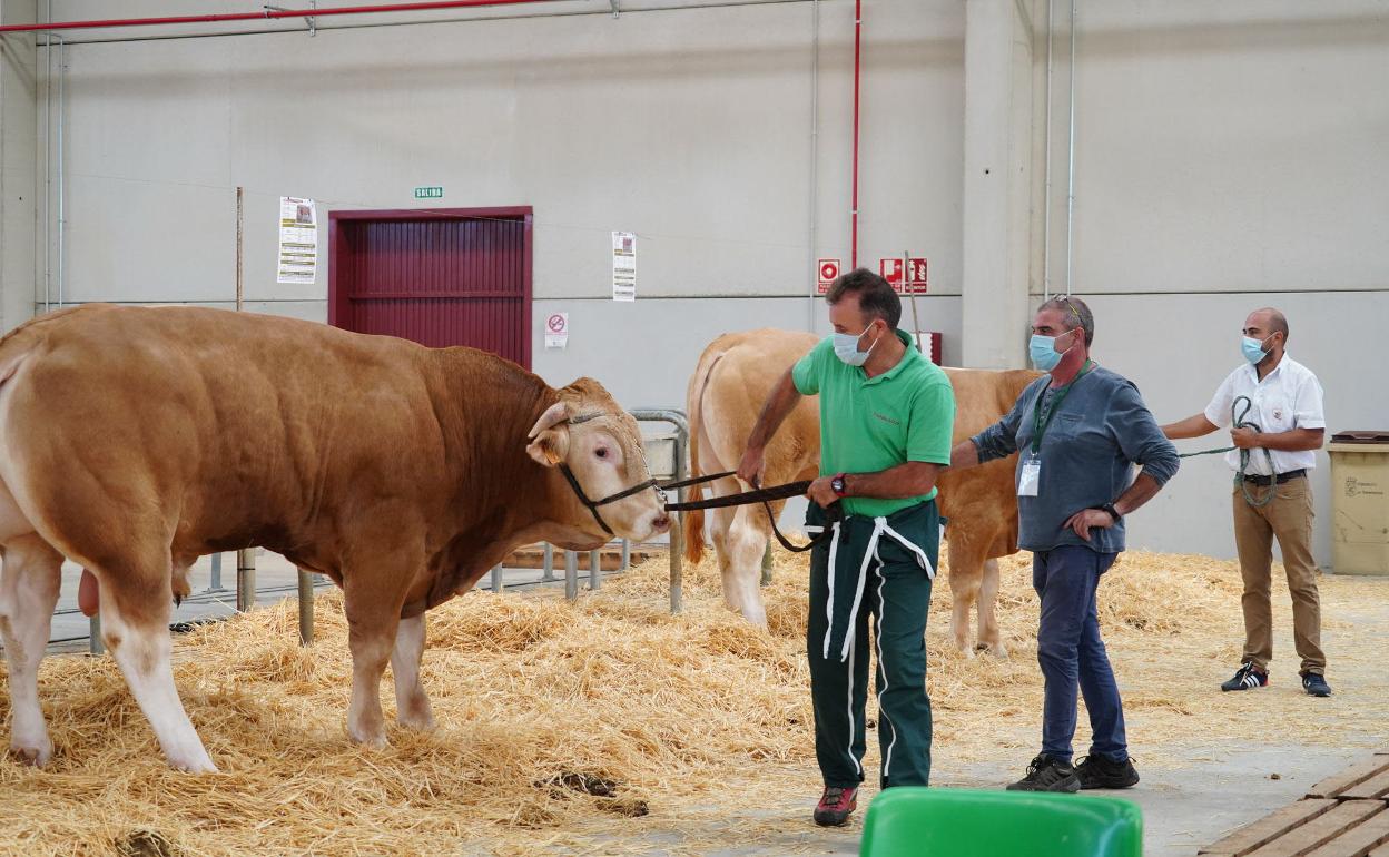 Subasta de ganado vacuno en la feria de Salamanca, a mediados del pasado mes de octubre. 
