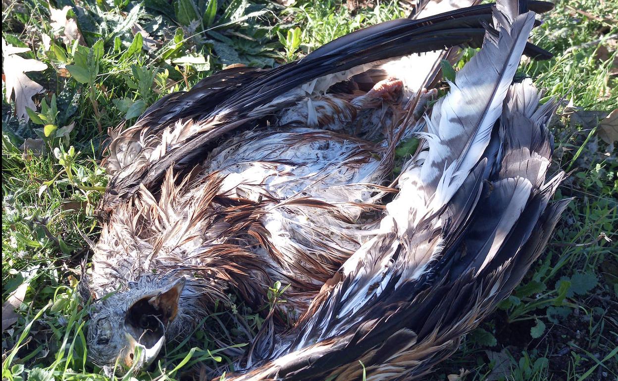 Uno de los milanos muertos. 