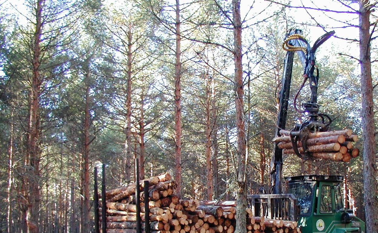 Transporte y carga de madera en un bosque de Camposagrado (León). 