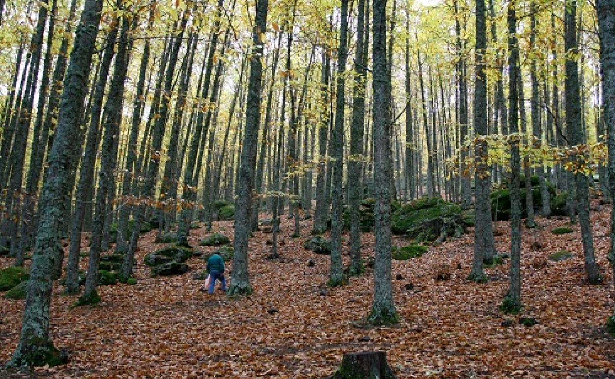 Castañar de 'El Tiemblo' en Ávila.