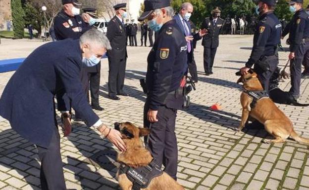 Imagen principal - El ministro del Interio, Fernando Grande-Marlaska, condecora a Elko y otros cinco canes. En las otras dos fotos, Elko, durante un entrenamiento y tras ser homenajeado con su instructor. 