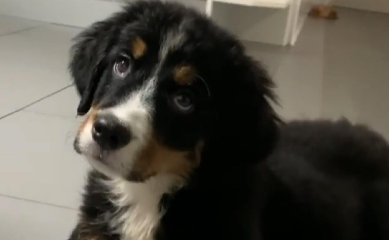 Lua, la nueva mascota de Lara Álvarez.
