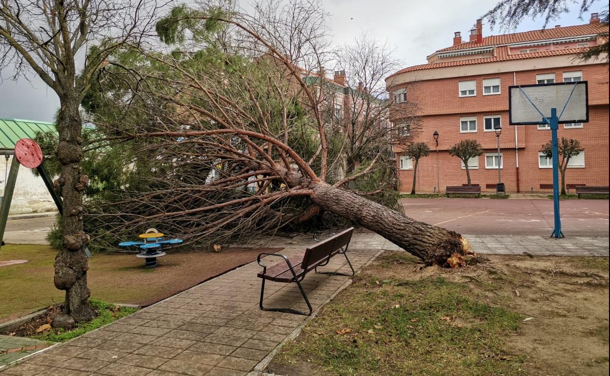 Árbol de la plaza Santa Ana de Palencia que ha vencido por la fuerza del viento.
