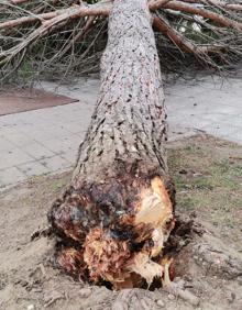 Imagen secundaria 2 - El árbol, en la plaza Santa Ana de la capital.