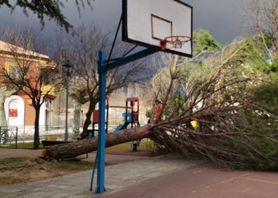 Imagen secundaria 1 - El árbol, en la plaza Santa Ana de la capital.