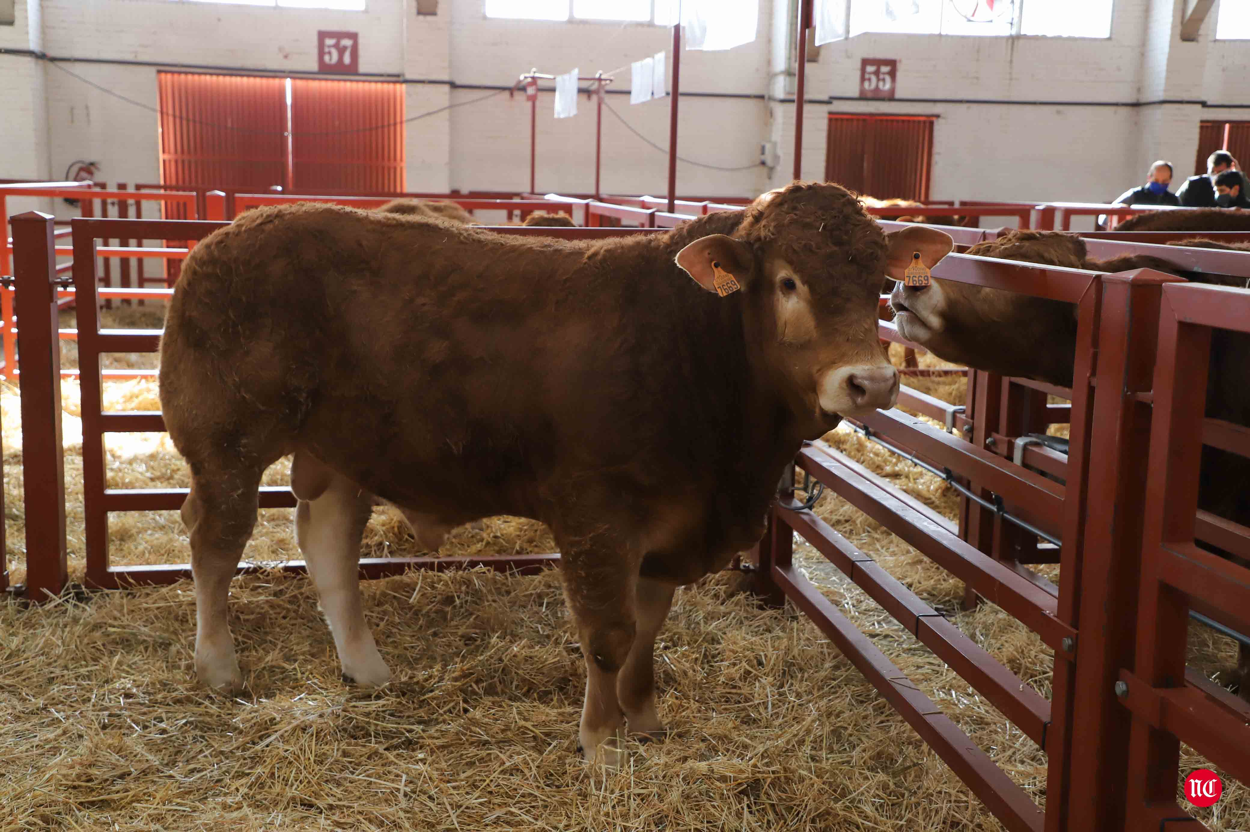 Fotos: Subasta Online de ganado Limusin