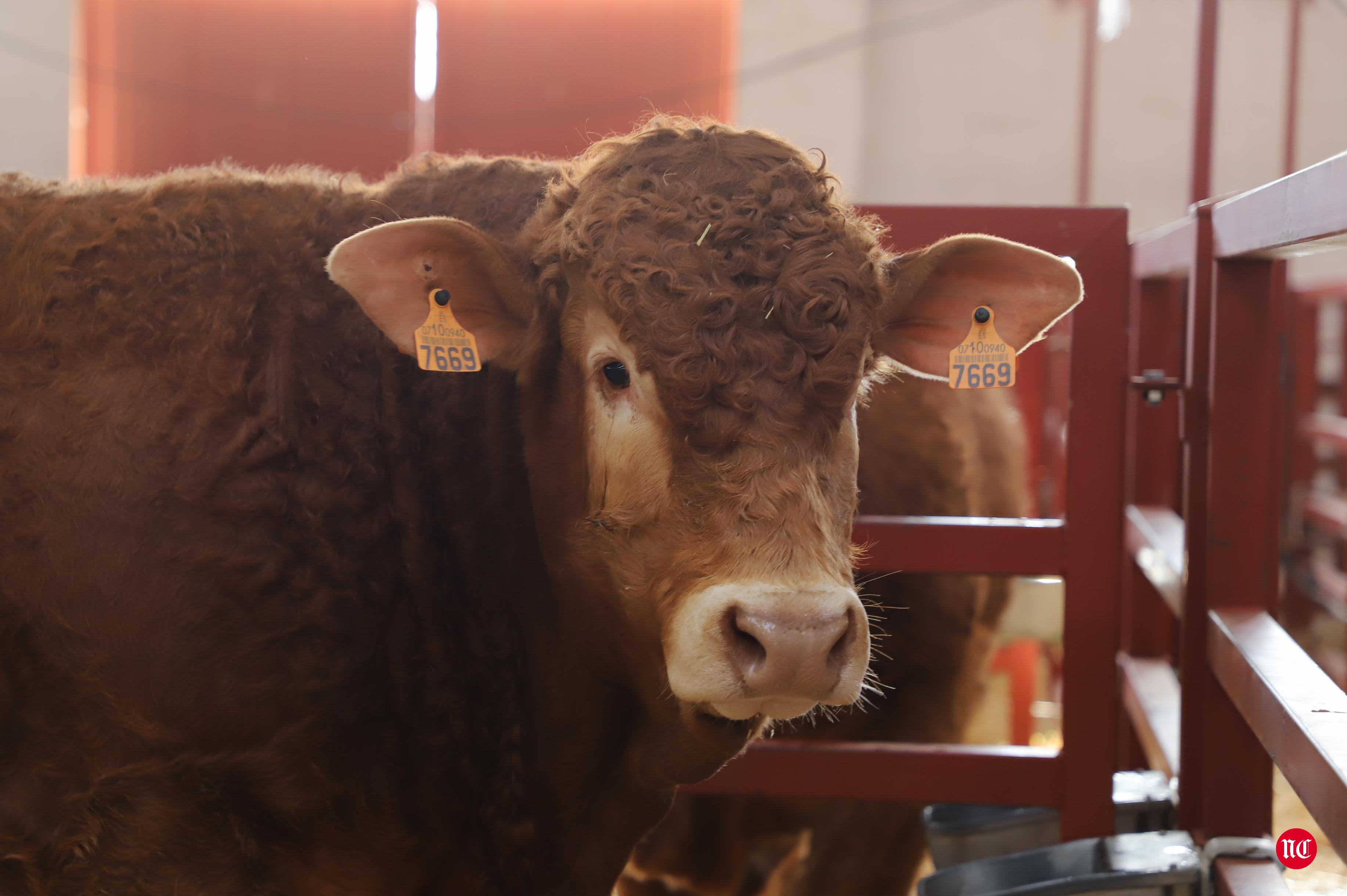 Fotos: Subasta Online de ganado Limusin