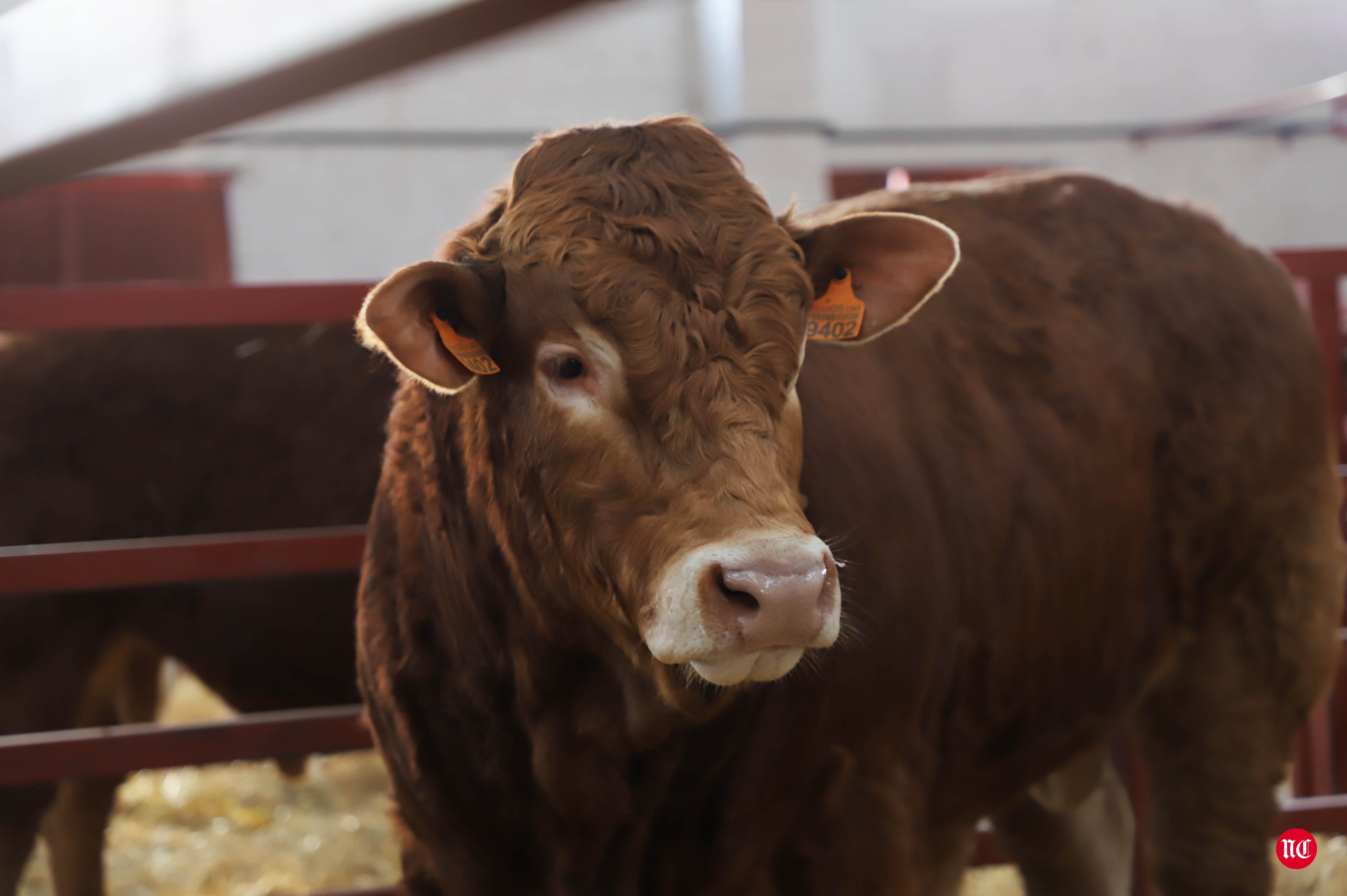 Fotos: Subasta Online de ganado Limusin