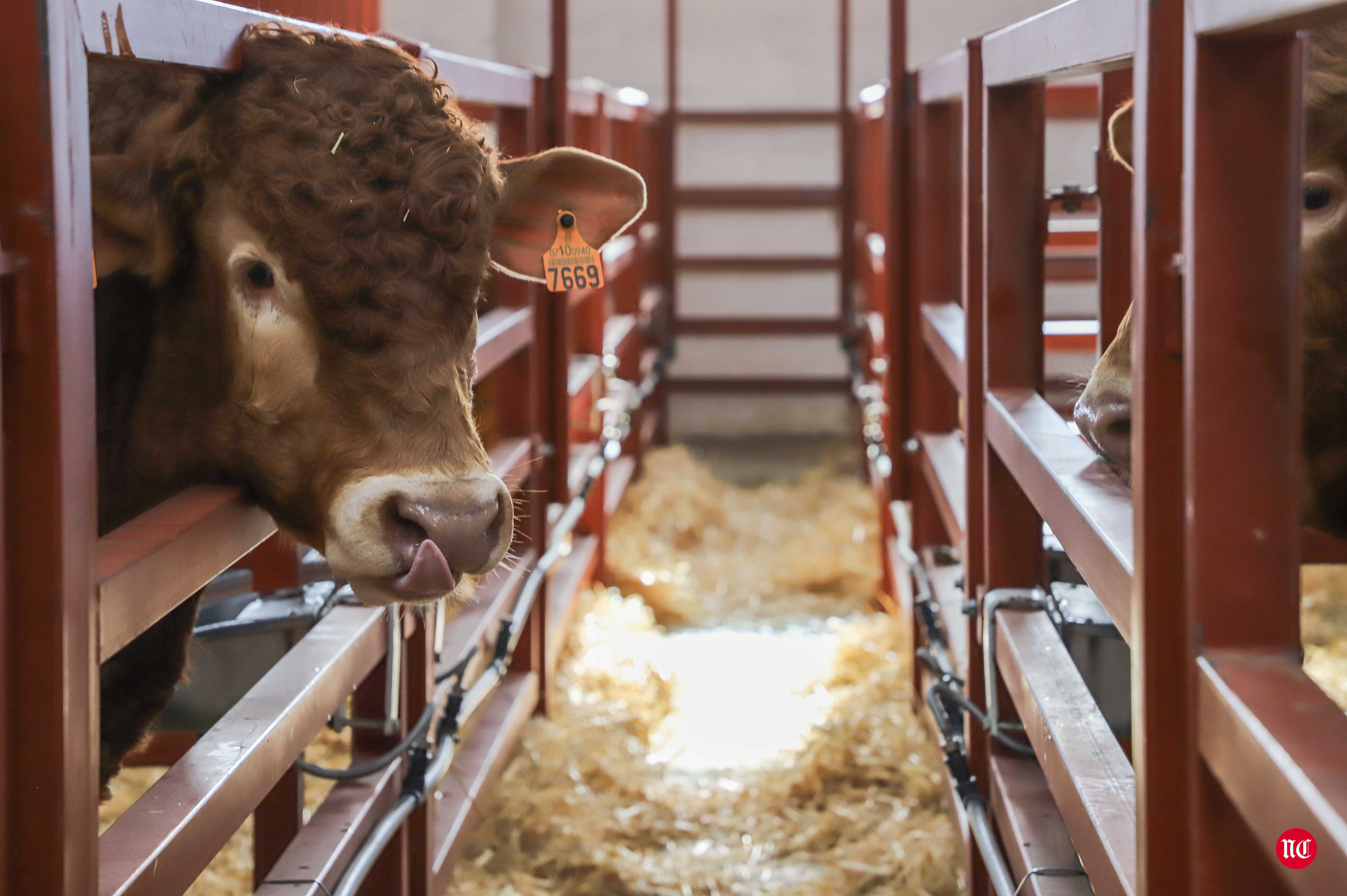 Fotos: Subasta Online de ganado Limusin