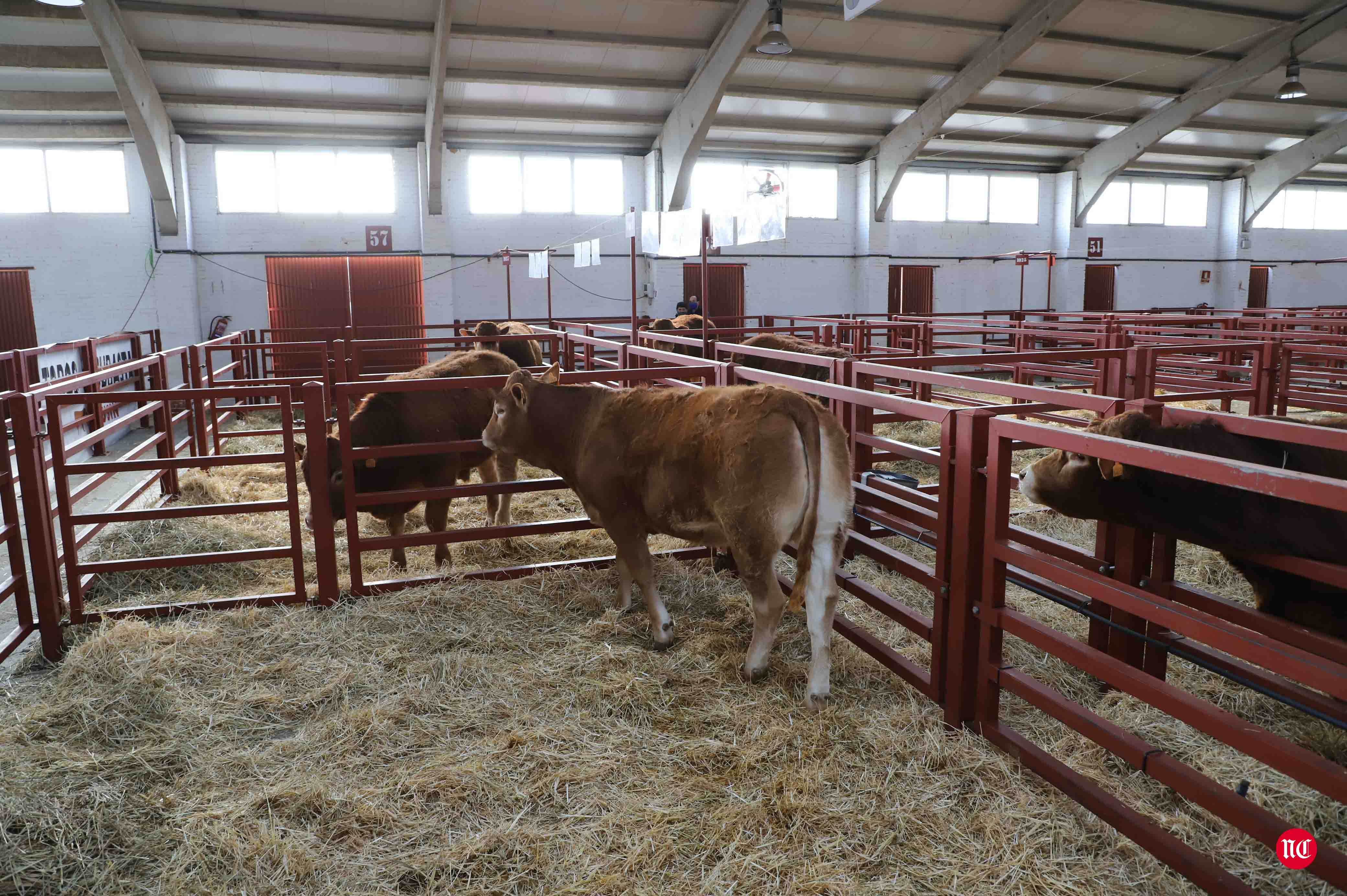 Fotos: Subasta Online de ganado Limusin