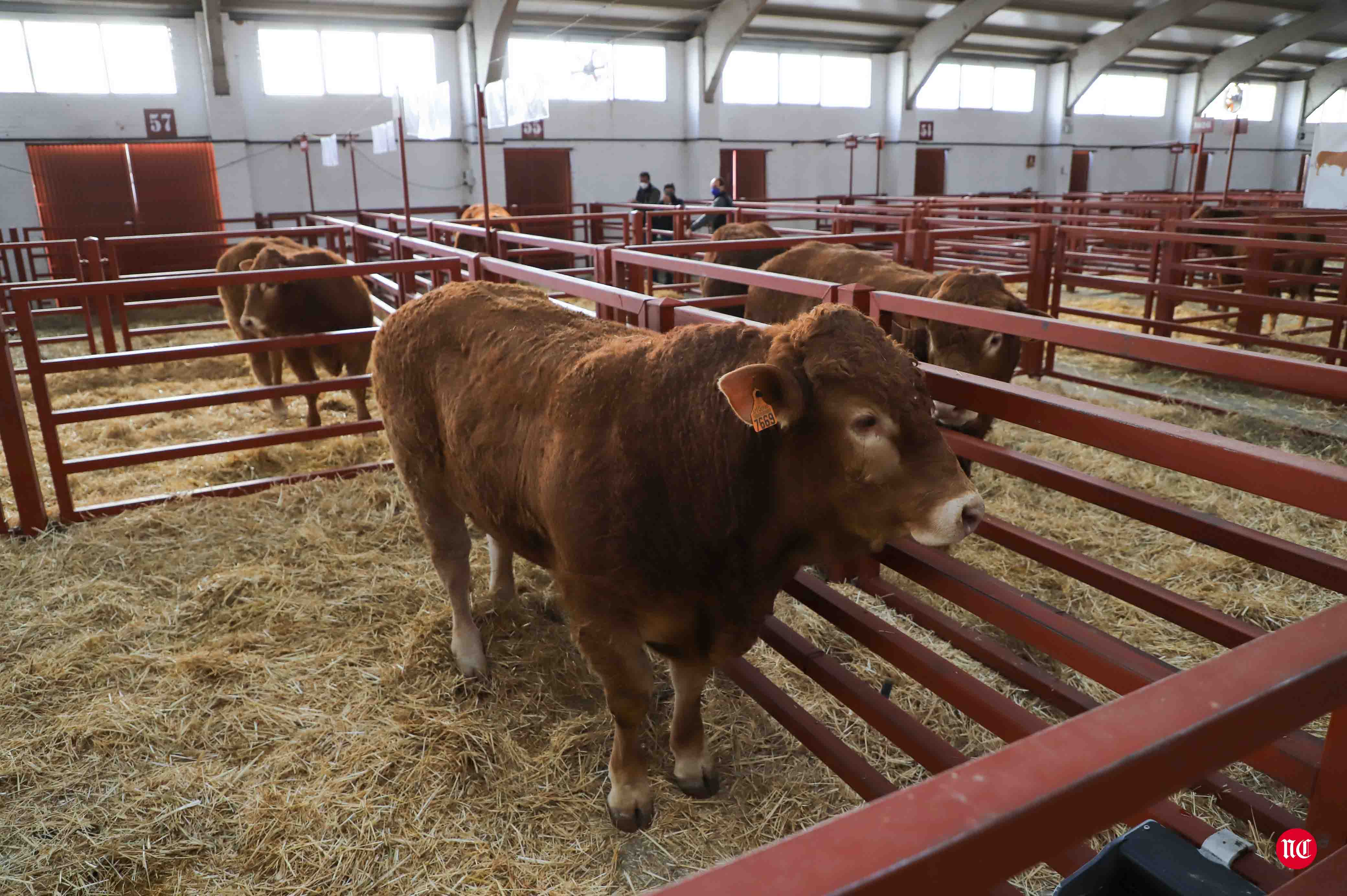 Fotos: Subasta Online de ganado Limusin