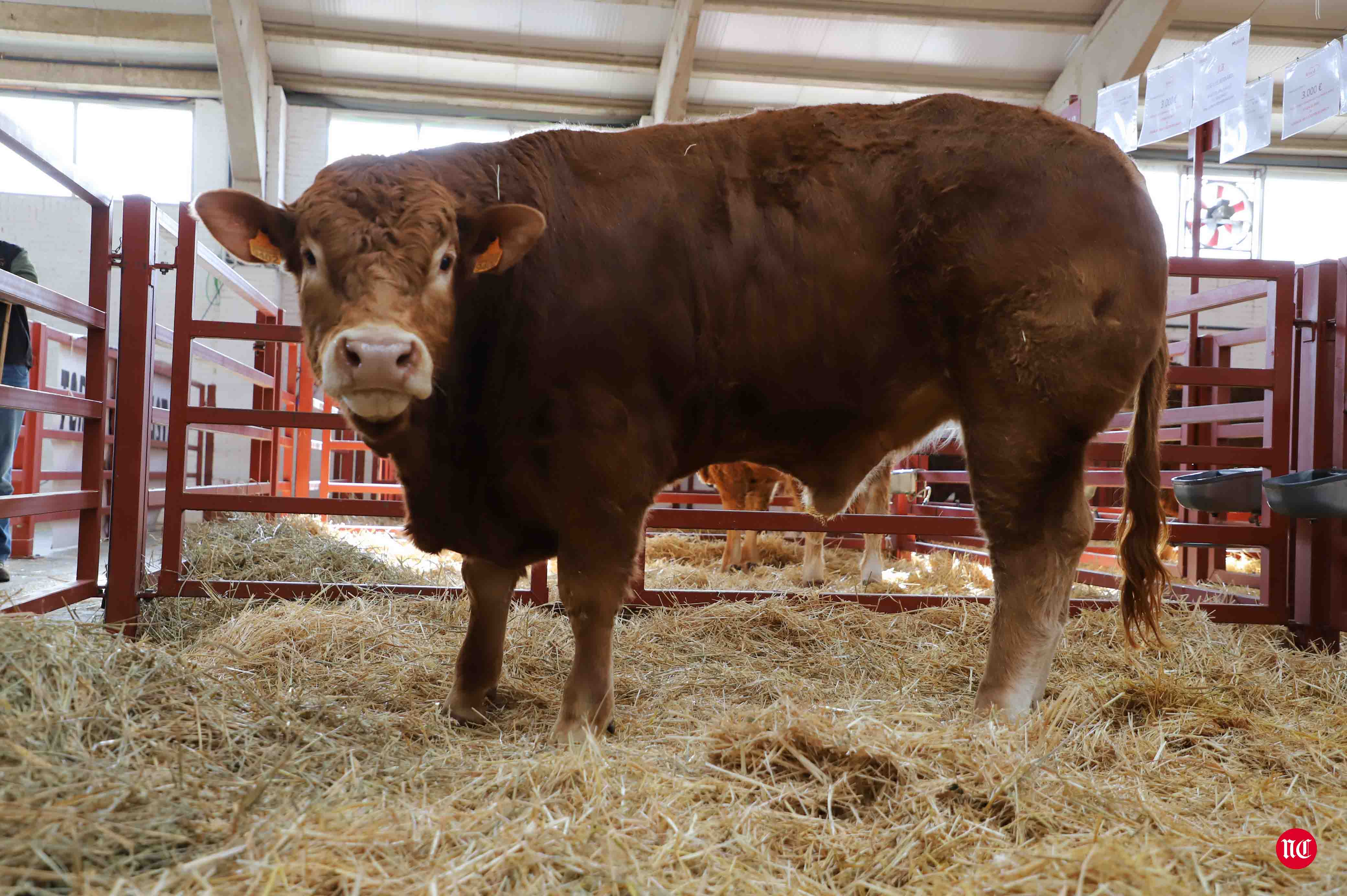 Fotos: Subasta Online de ganado Limusin