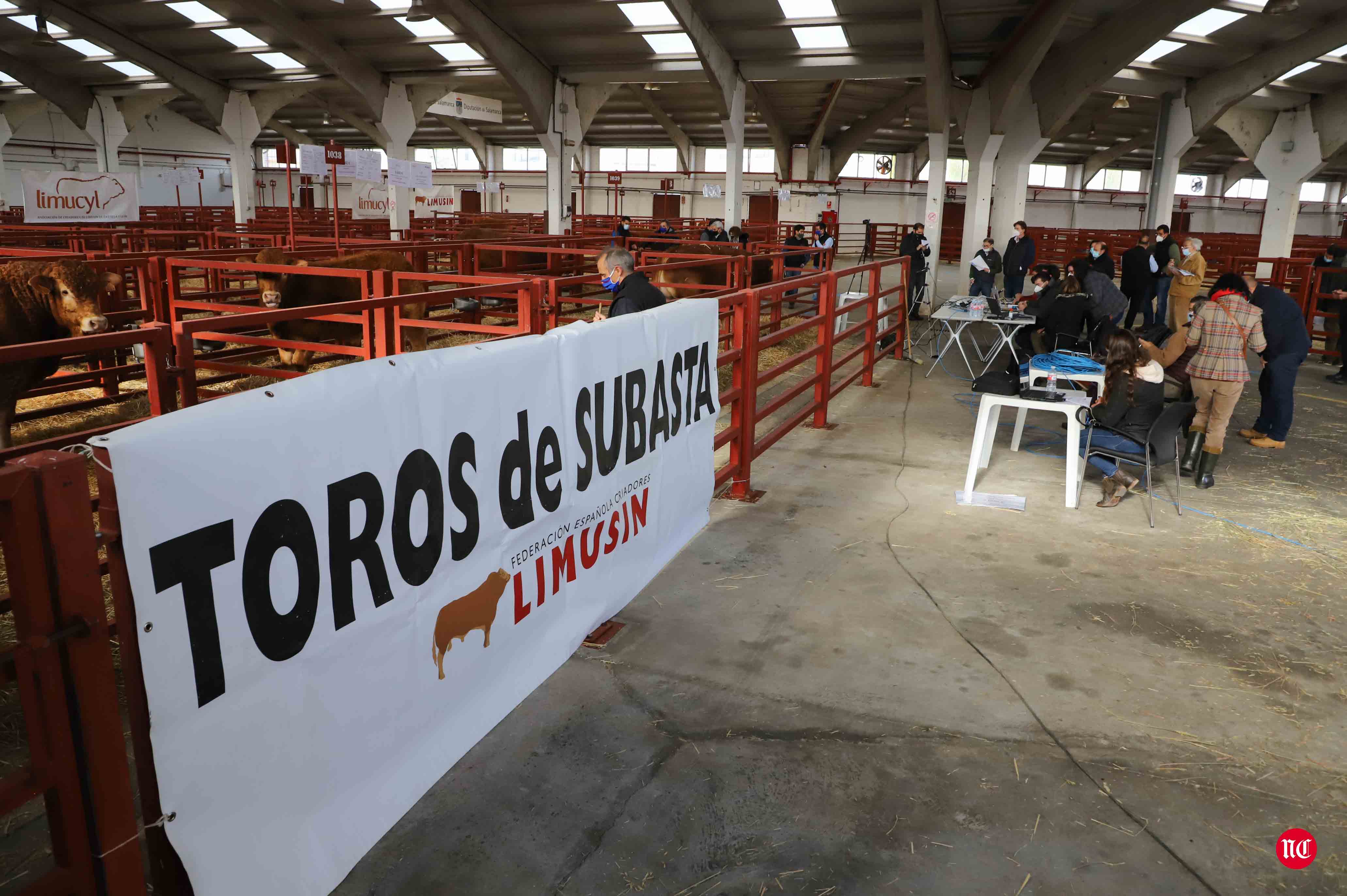 Fotos: Subasta Online de ganado Limusin