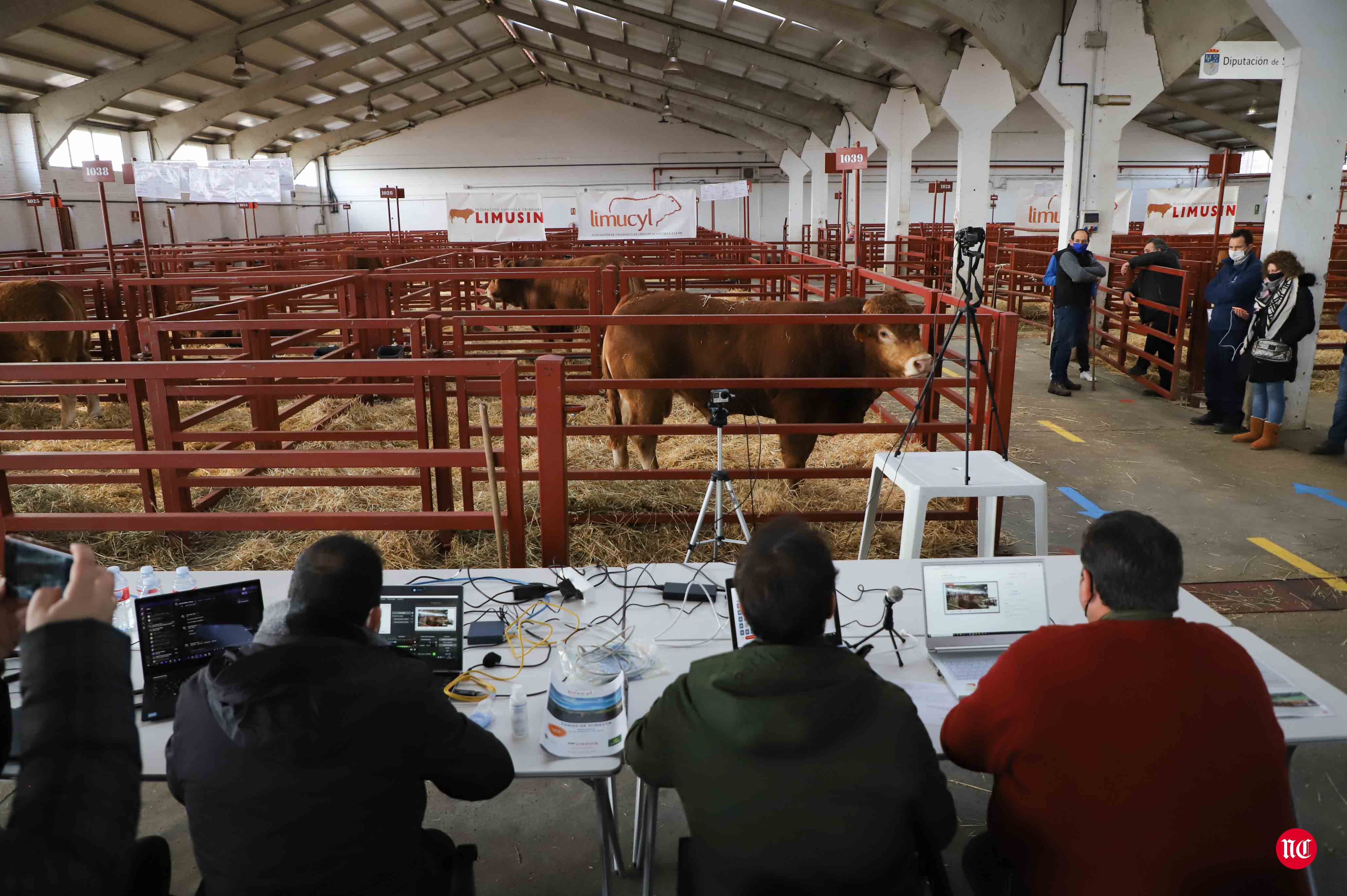 Fotos: Subasta Online de ganado Limusin