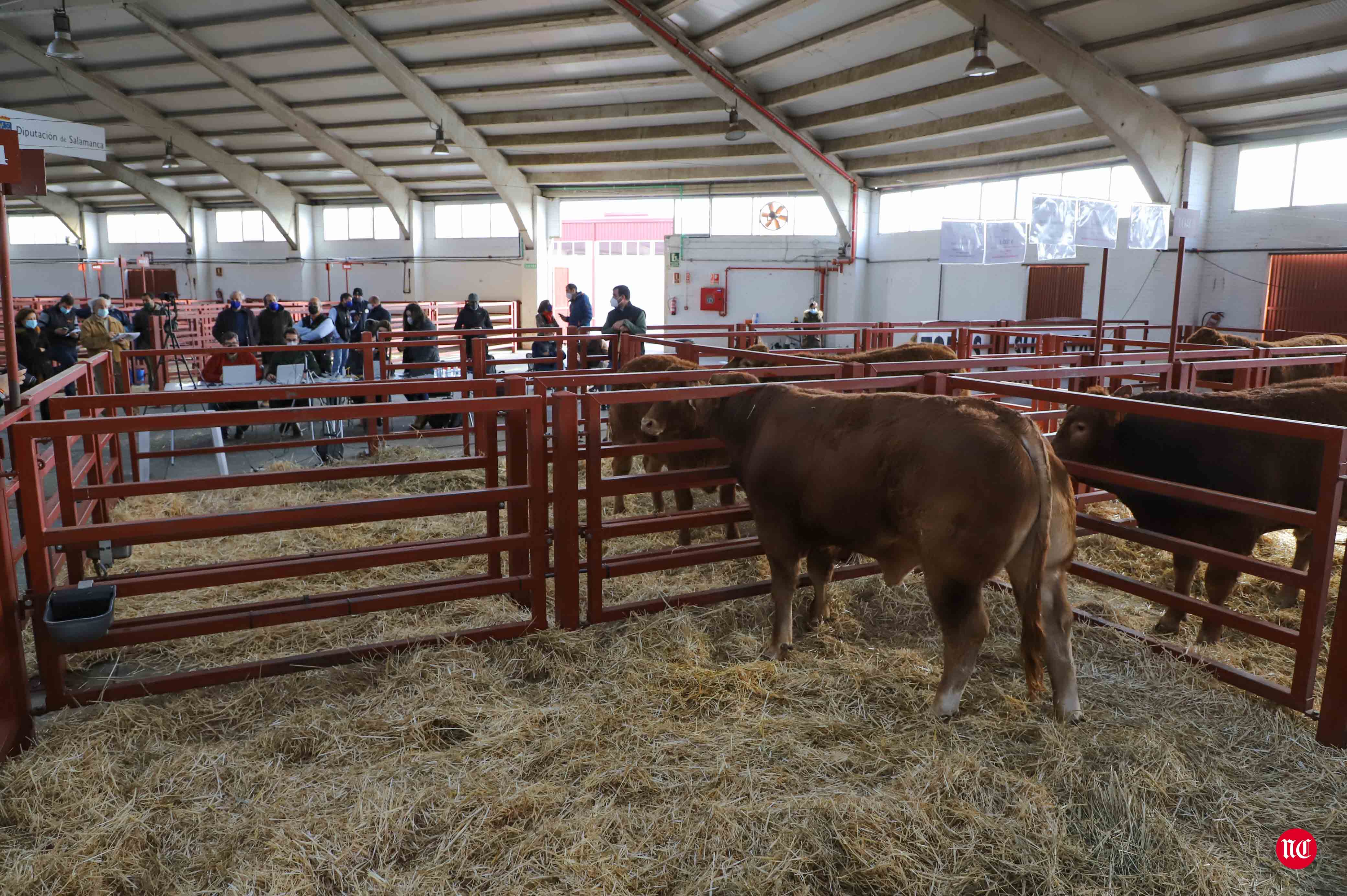 Fotos: Subasta Online de ganado Limusin