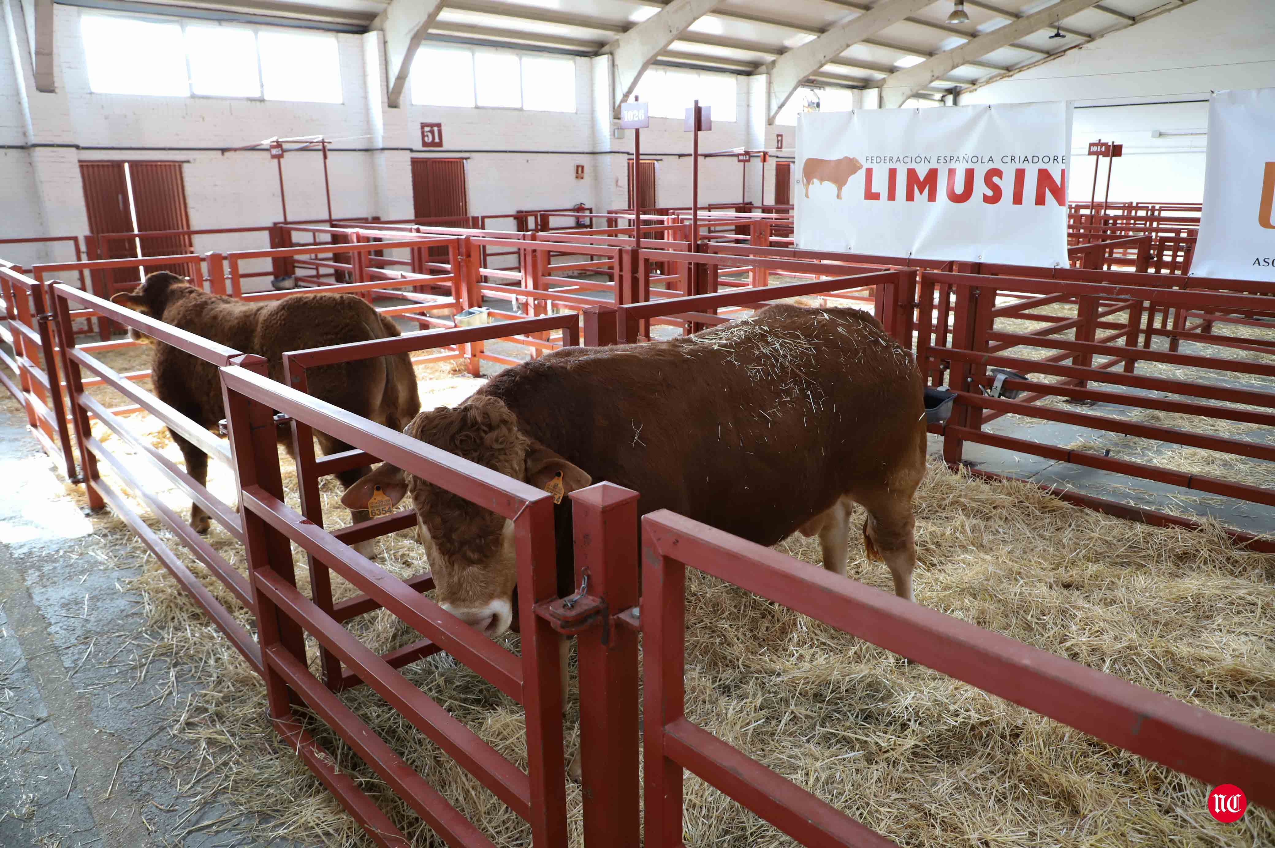 Fotos: Subasta Online de ganado Limusin