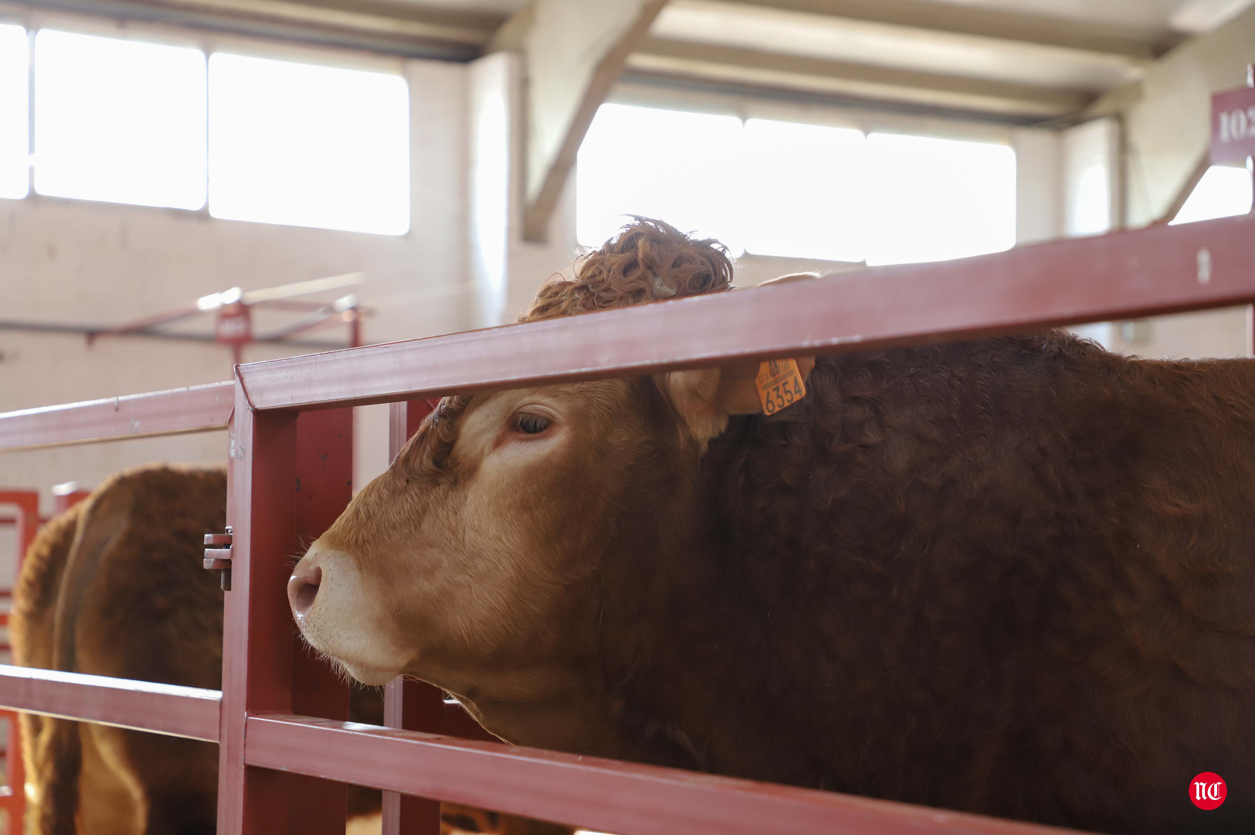 Fotos: Subasta Online de ganado Limusin