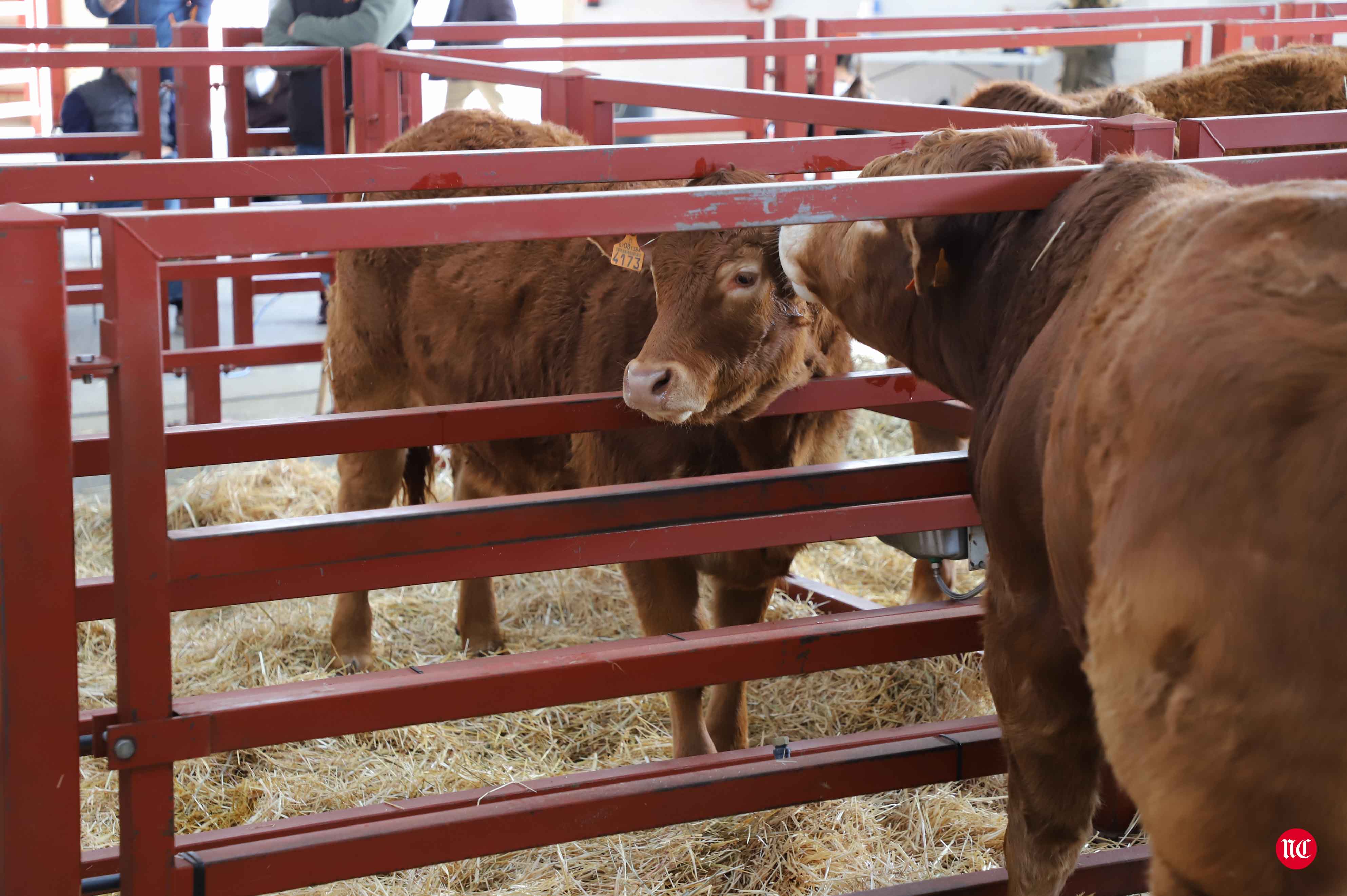 Fotos: Subasta Online de ganado Limusin