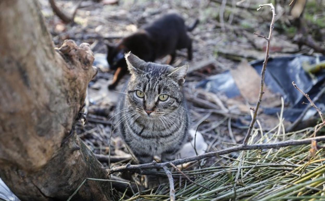 Colonia de gatos controlada en León. 