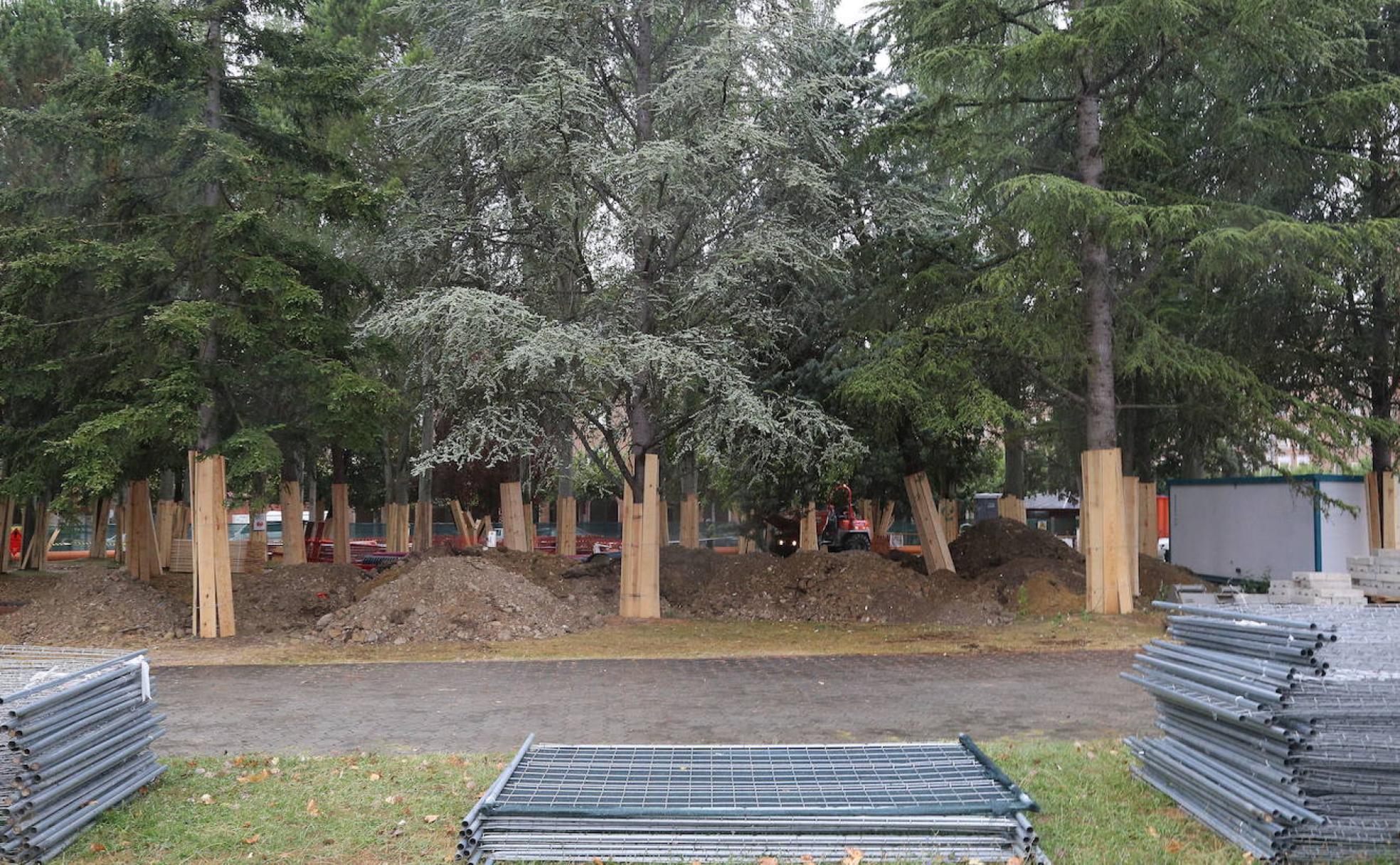 Árboles protegidos en las obras de los Jardinillos.