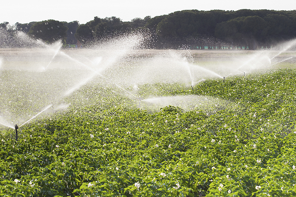 Ejecución de obra en la Comunidad de Regantes del Canal de Pollos, Valladolid. 