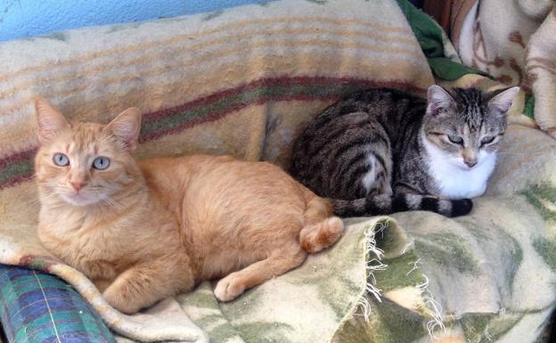 Una pareja de gatos en adopción descansan en el refugio de la protectora.