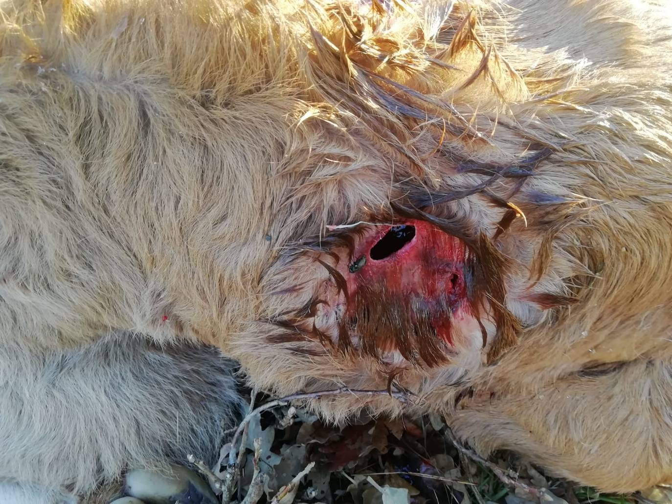 Heridas del ataque a uno de los terneros. 