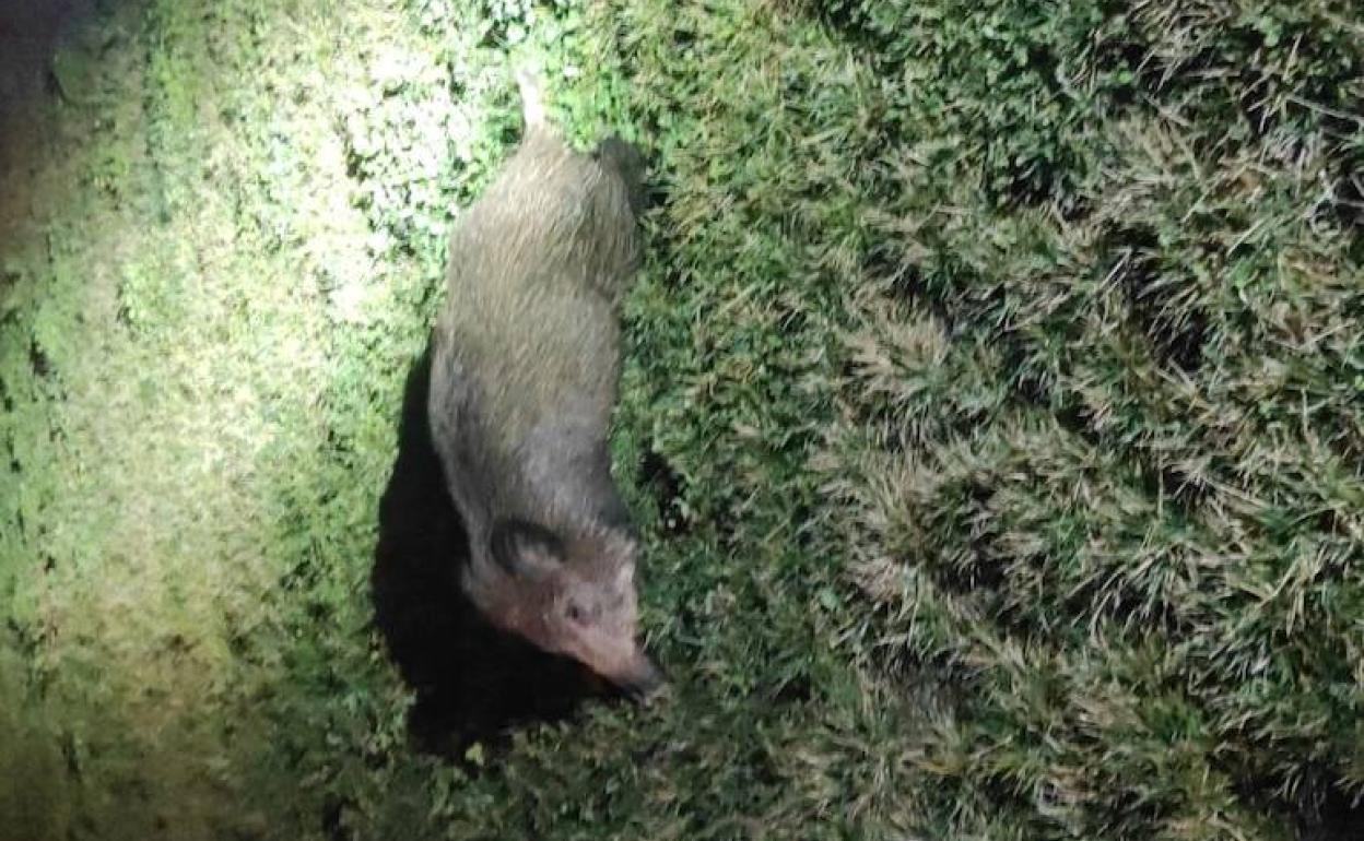 Imagen del jabalí que impactó contra los dos vehículos en el barrio de la Rosaleda de Ponferrada.