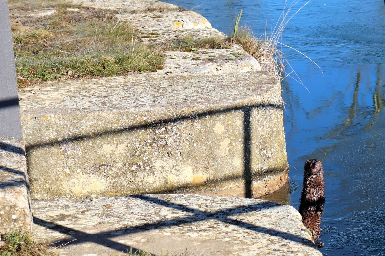 Fotos: El Canal de Castilla amanece helado en Medina de Rioseco
