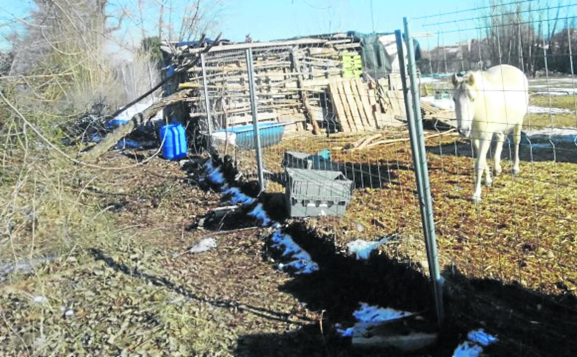 Uno de los caballos abandonados por su dueño, en el cercado en el que agonizan por el hambre.