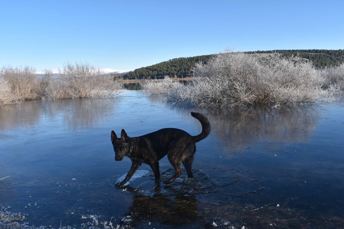 Fotos: El embalse de Aguilar de Campoo amanece congelado