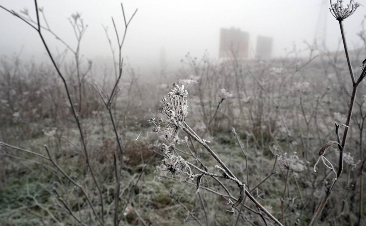 Campo cubierto de cencellada en Valladolid.